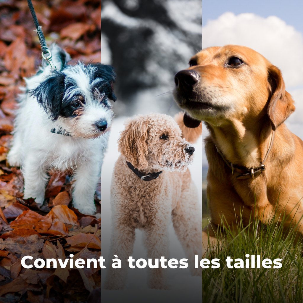 Laisse mains libres avec ceinture et pochette réfléchissante