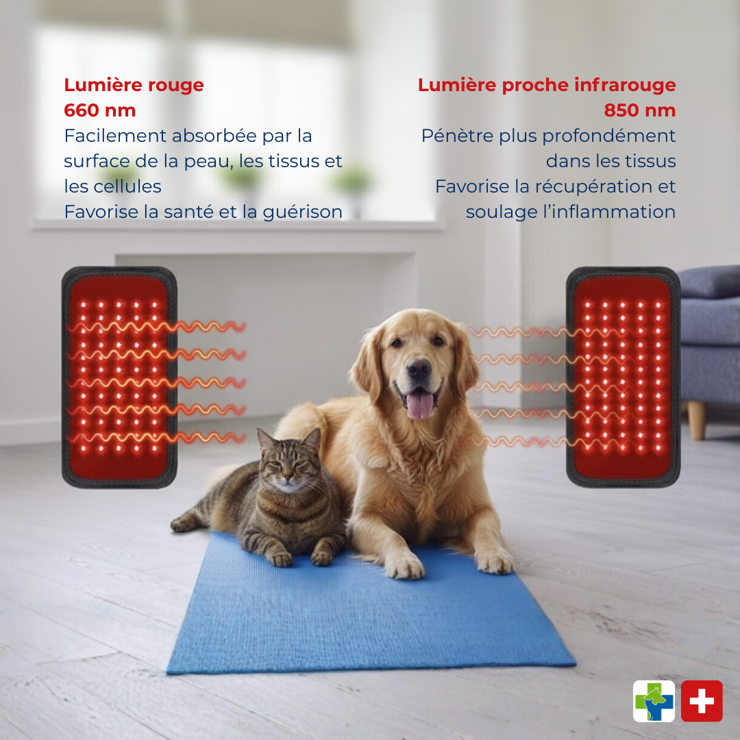 Thérapie lumière rouge recommandée par les vétérinaires