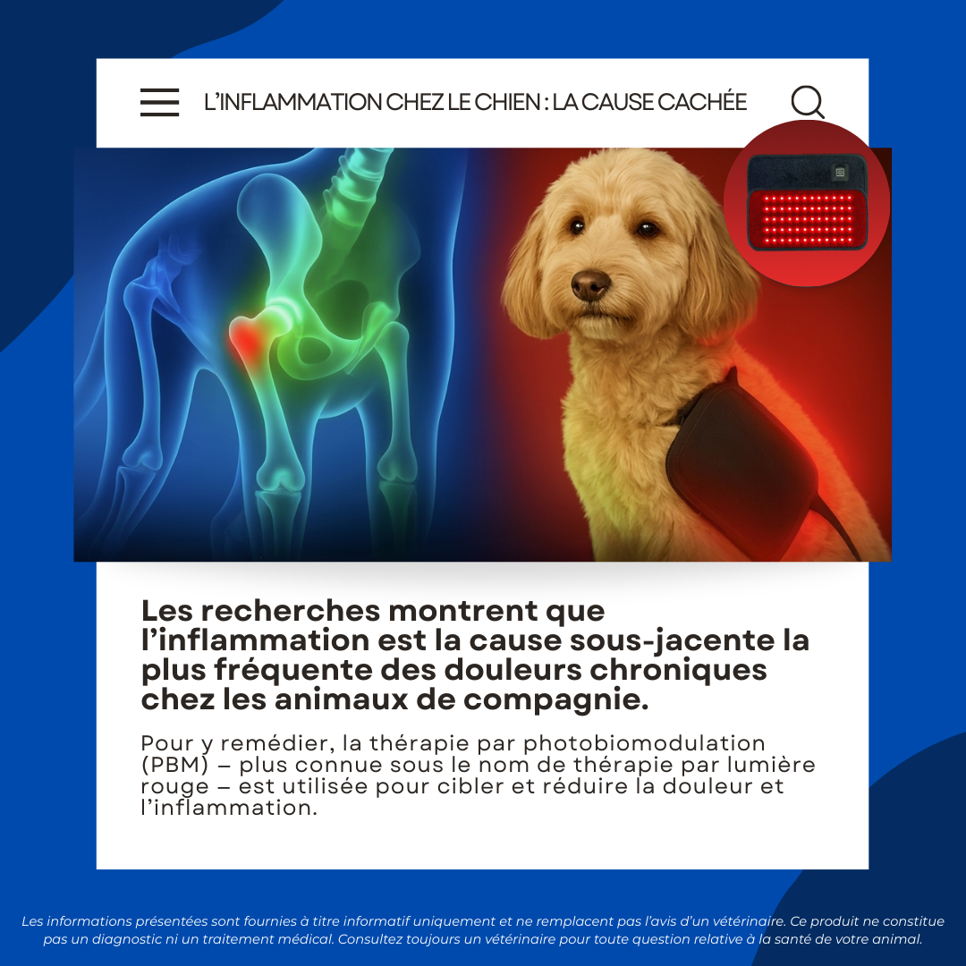 Thérapie lumière rouge recommandée par les vétérinaires