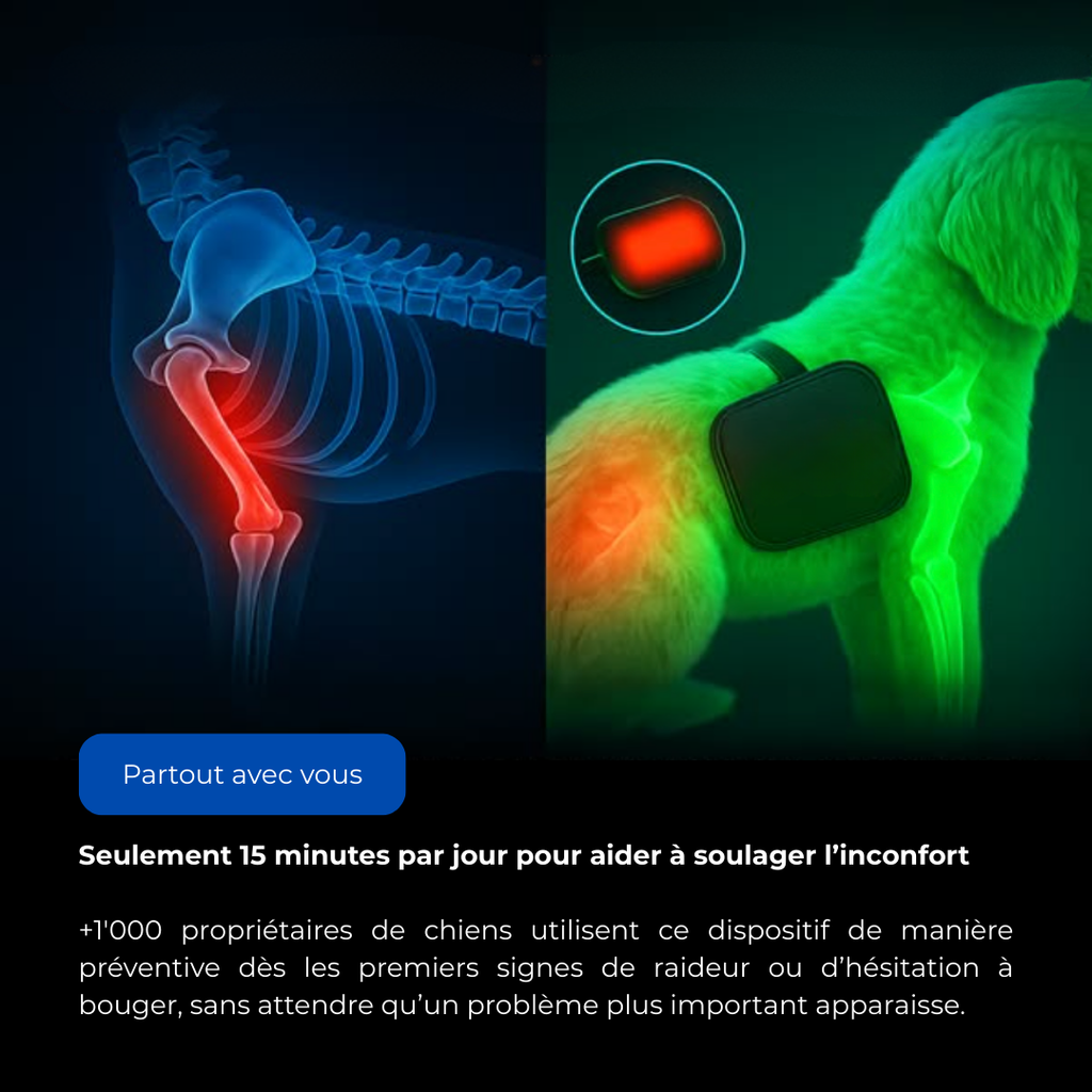 Thérapie lumière rouge recommandée par les vétérinaires