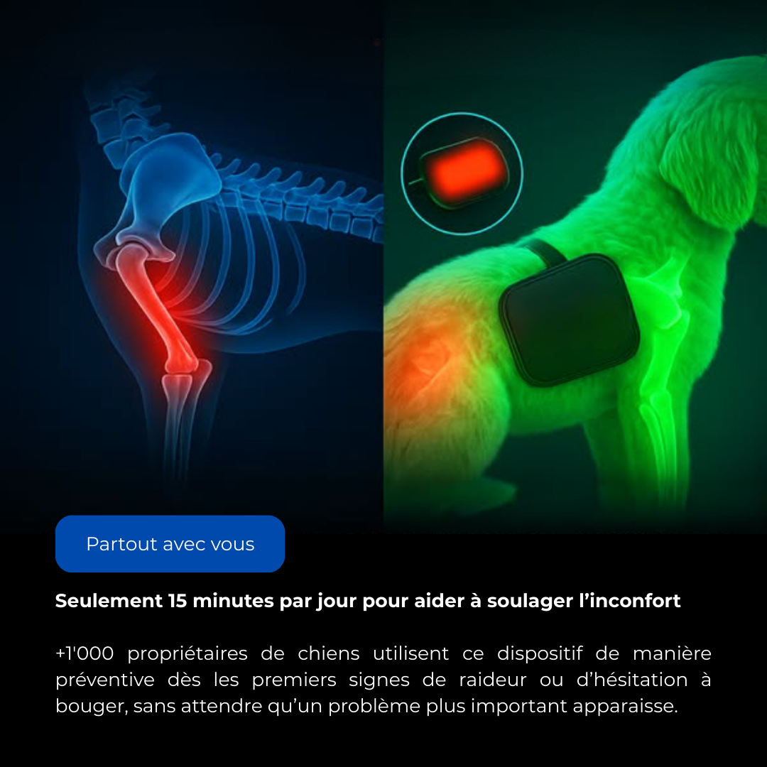 Thérapie lumière rouge recommandée par les vétérinaires